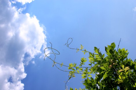 Whippy tendrils but no flowers - this wisteria needs a prune.