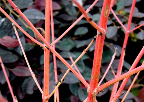 Cornus sanguinea 'Midwinter Beauty', a burst of colour against the bruised maroon-blues of Cotinus coggrygia
