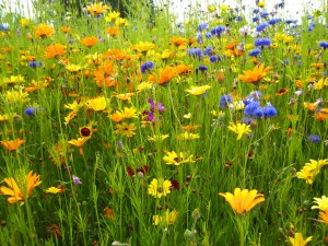 7738631126_e07485401c_o