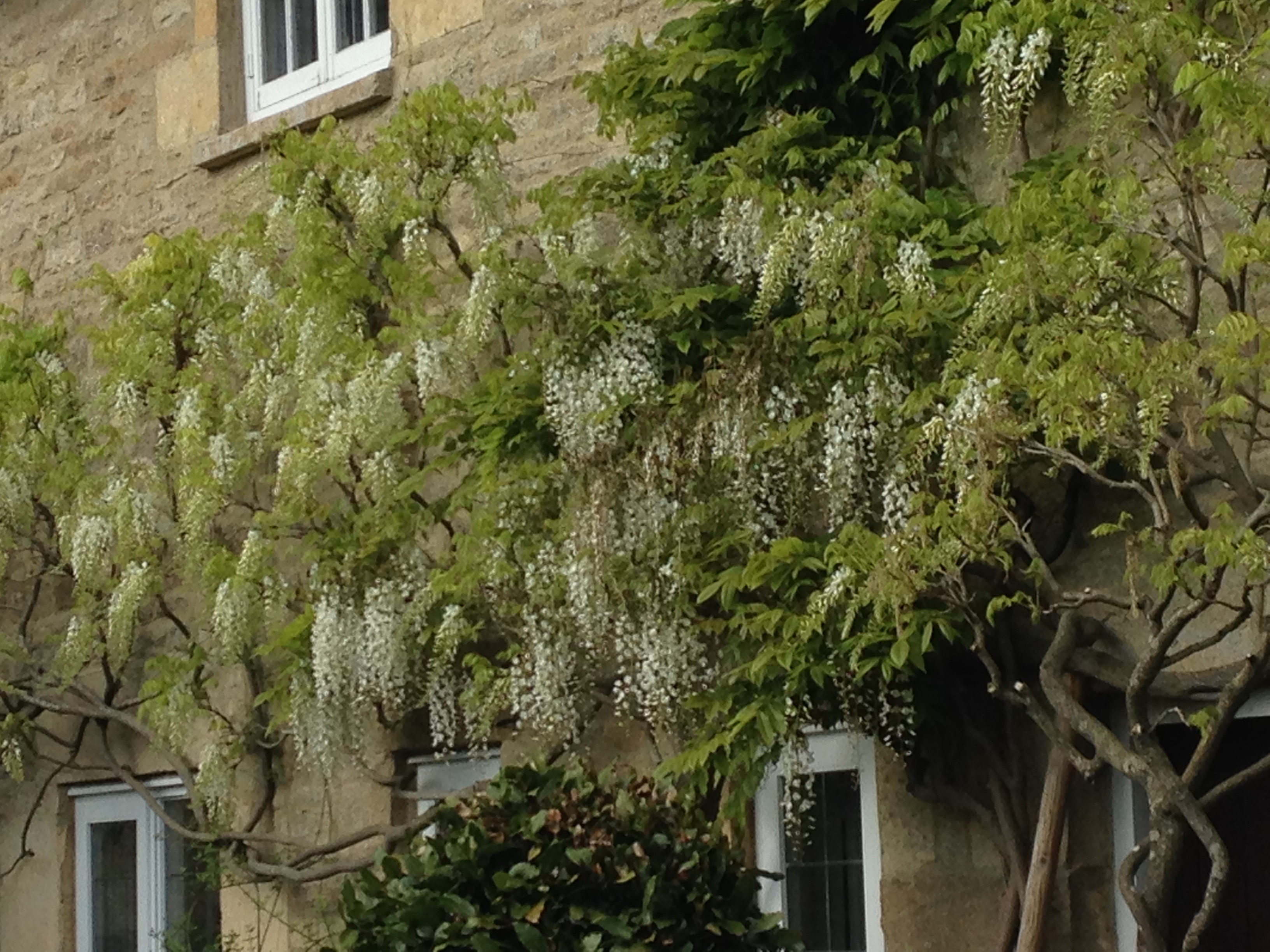 Carey wisteria