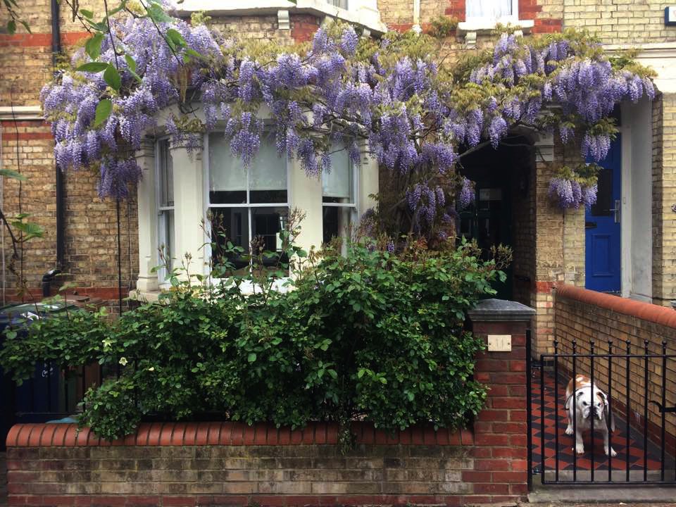 mills wisteria after