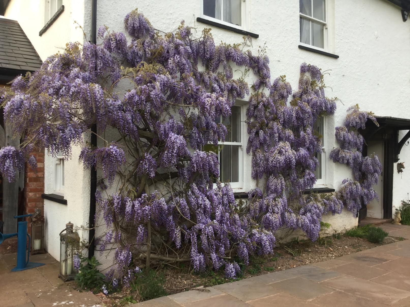 wisteria som aft